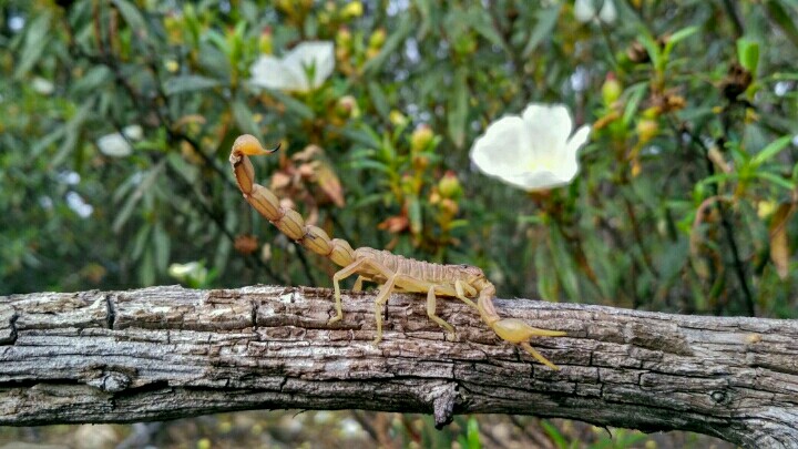 escorpión amarillo