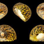 caracolas de colores