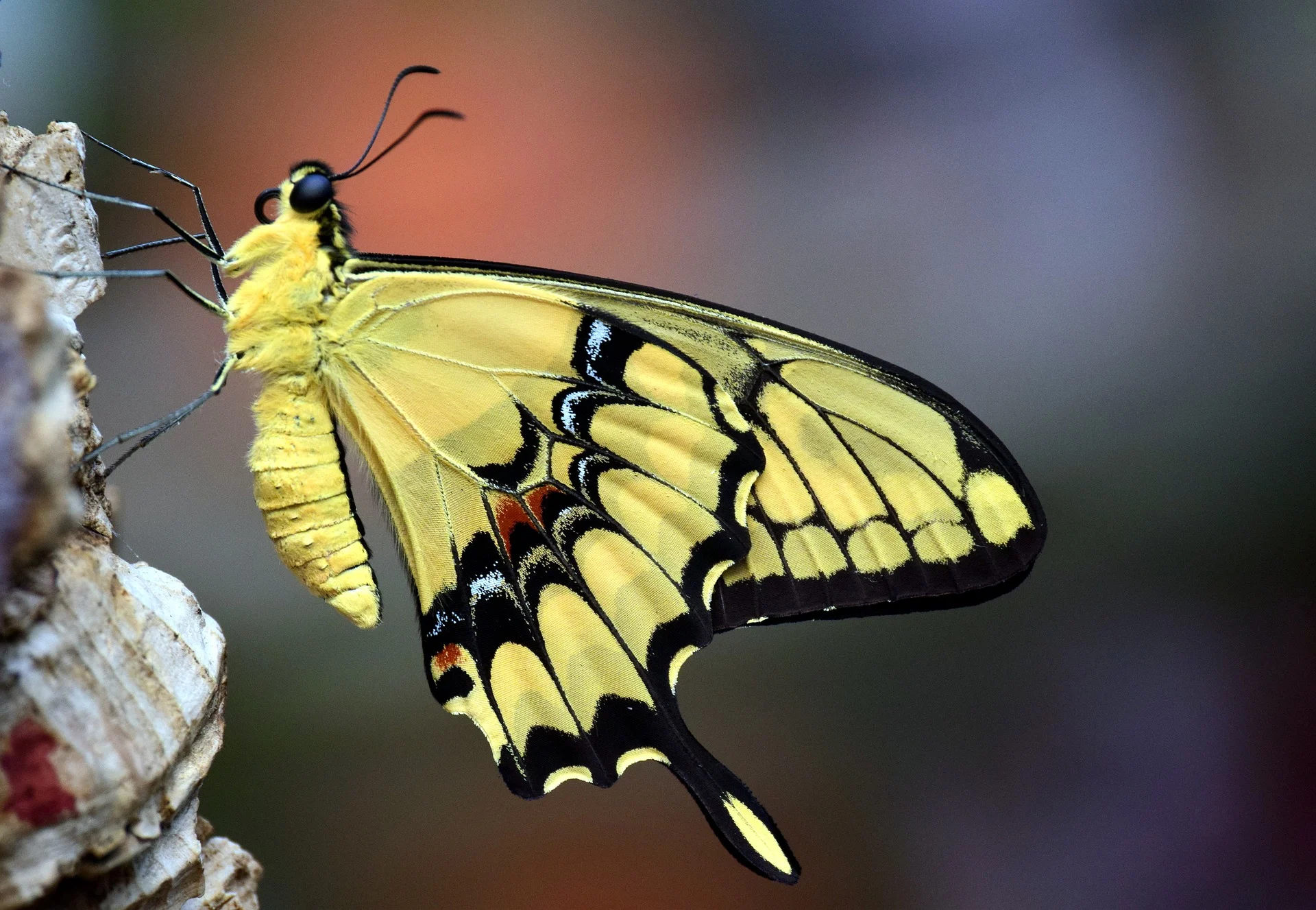 lepidópteros, mariposas y polillas