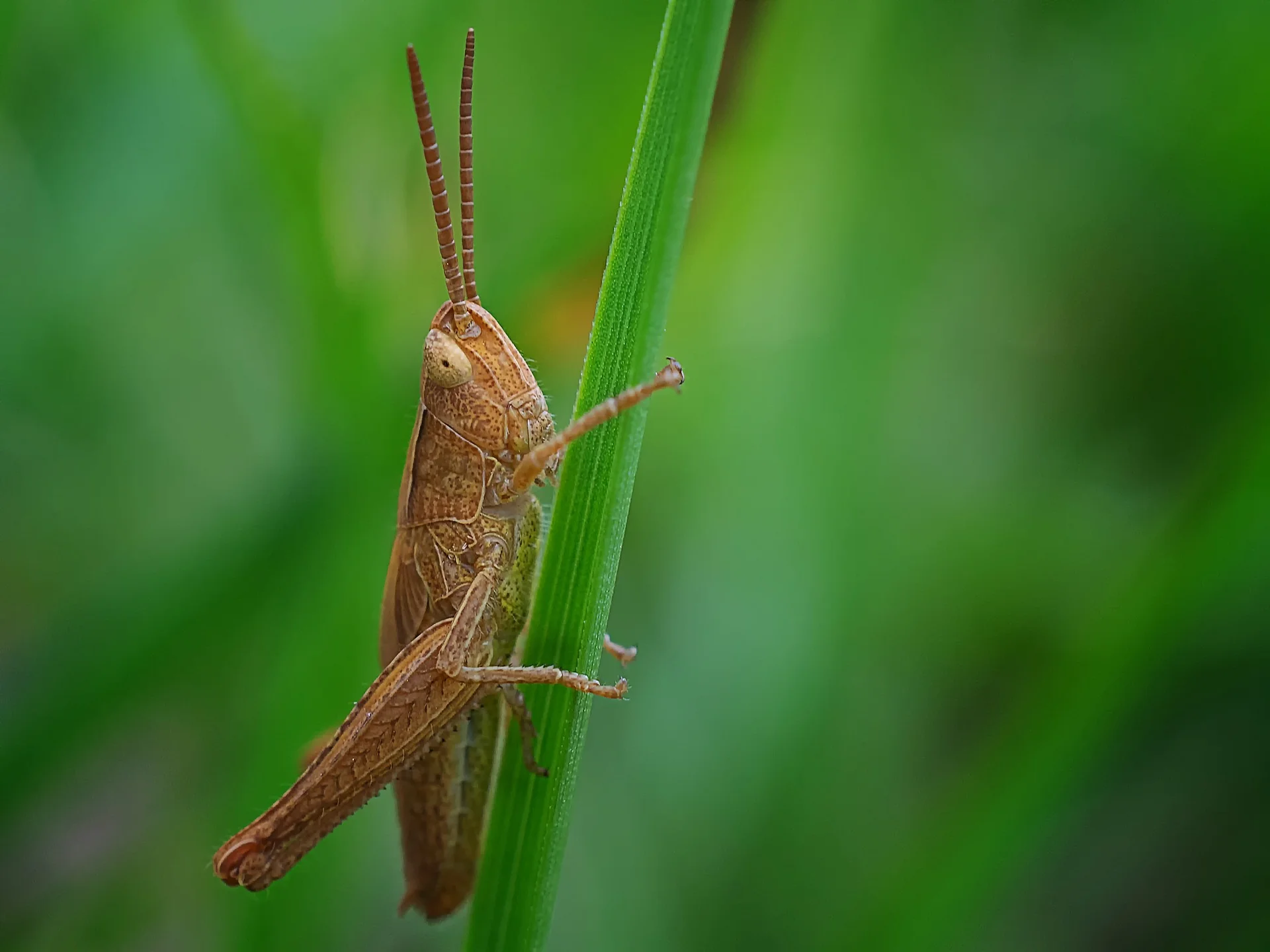 ortópteros, saltamontes y grillos