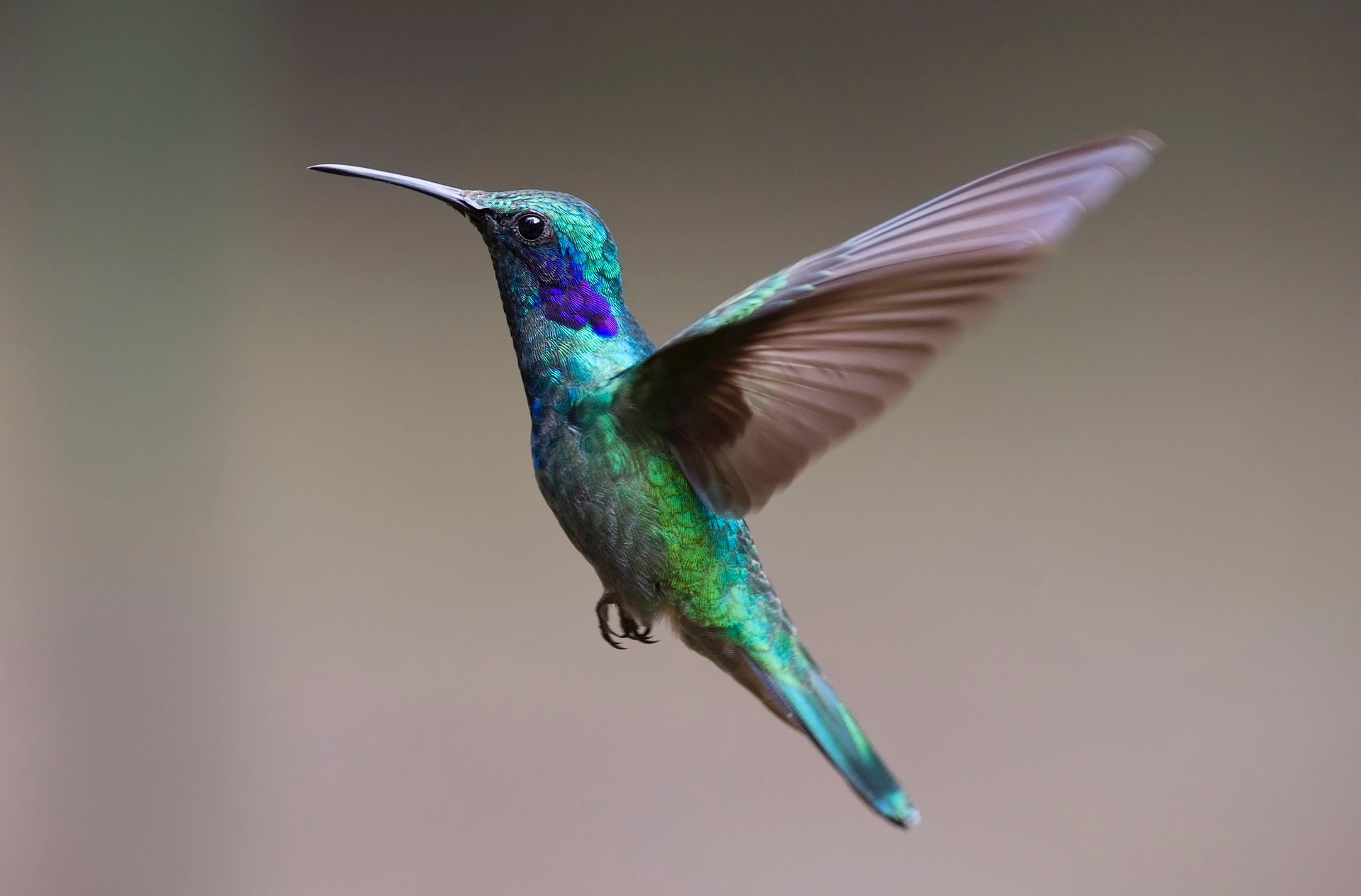 aves