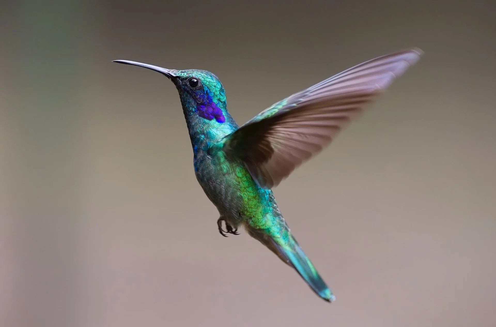 aves