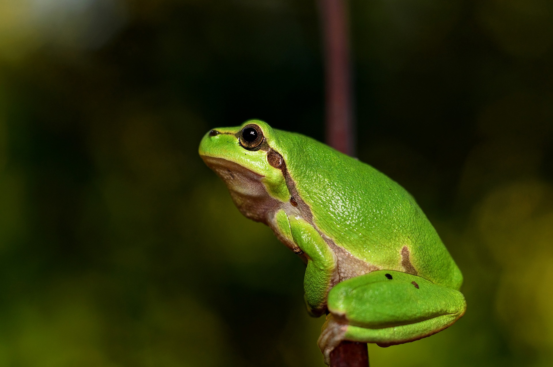 anfibios, Amphibia