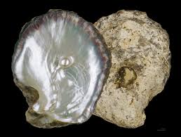 ostreoides