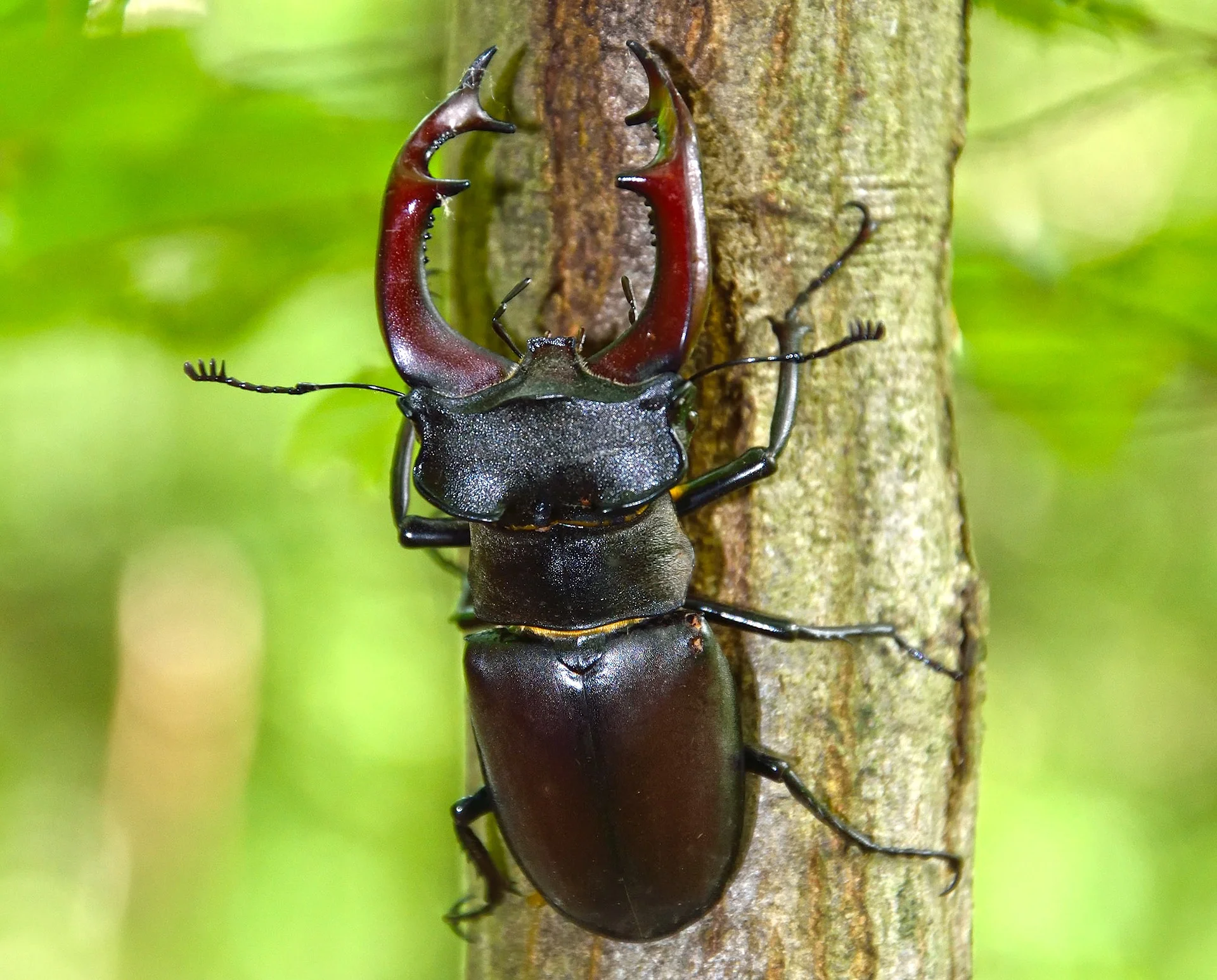 coleópteros, escarabajos