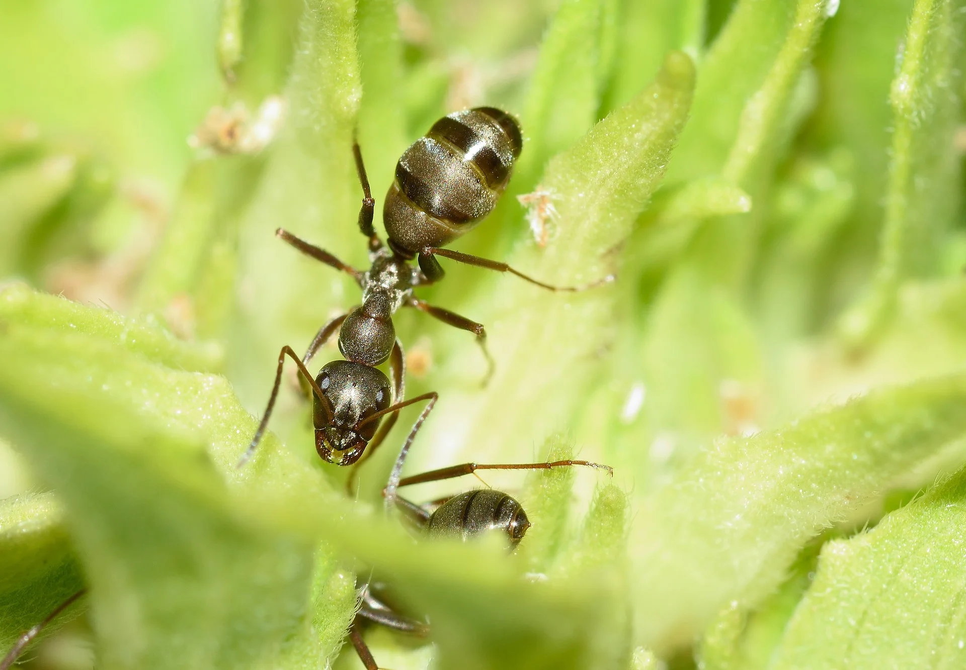 Himenópteros, abejas, avispas y hormigas
