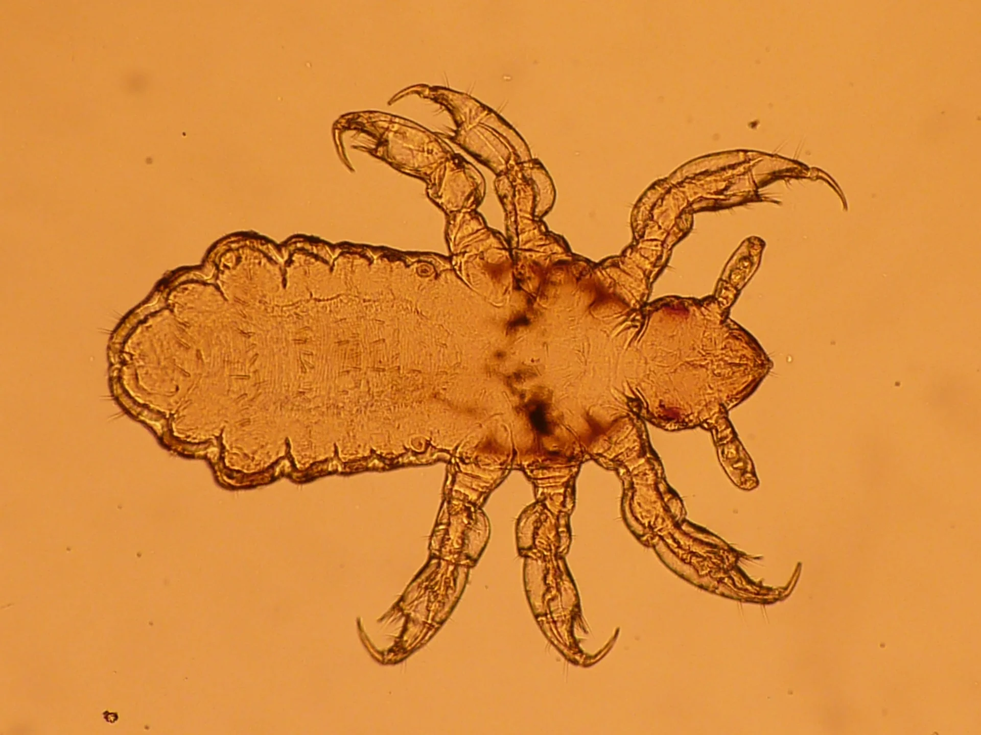 Phthiraptera, piojos