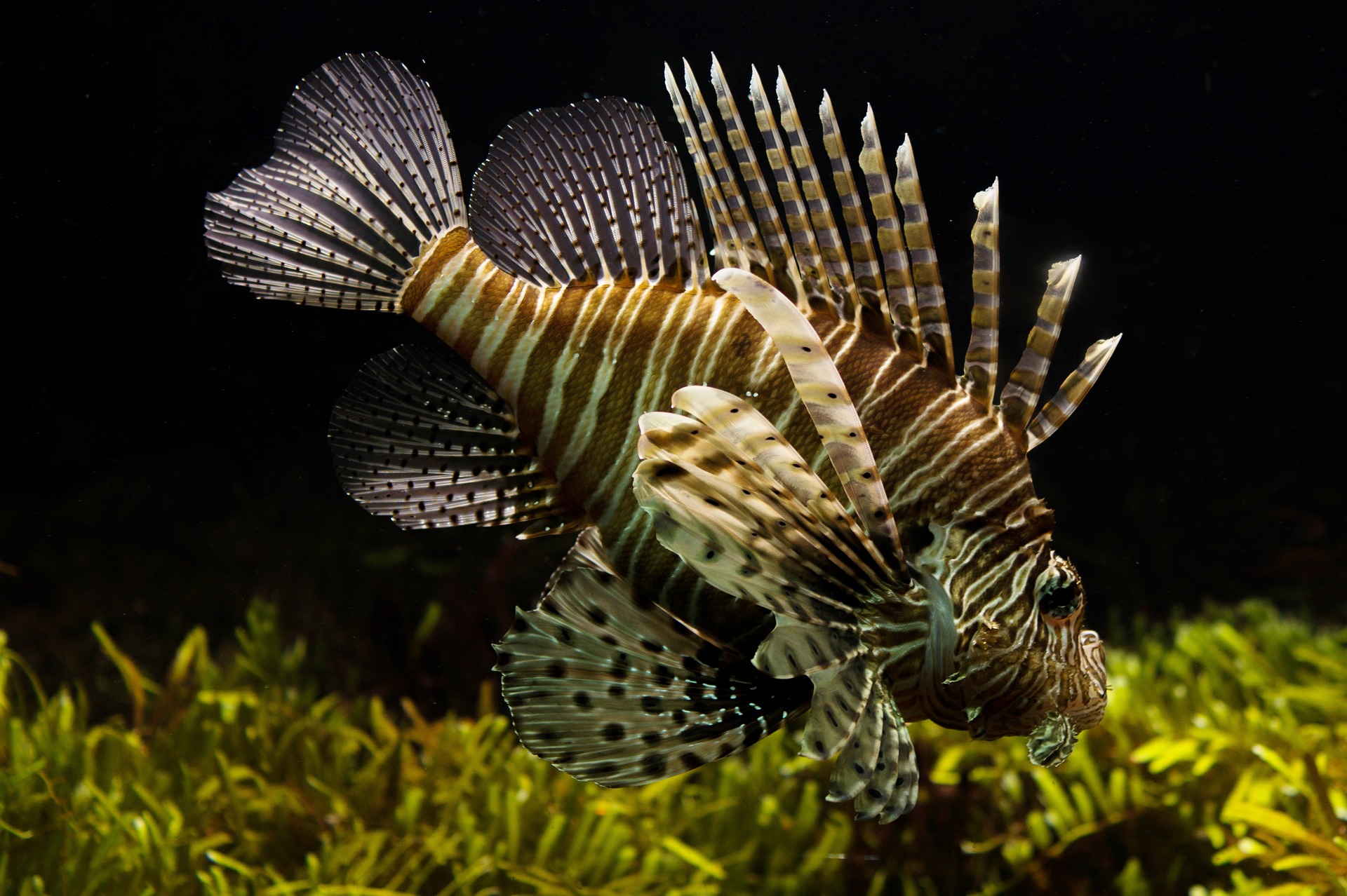 peces