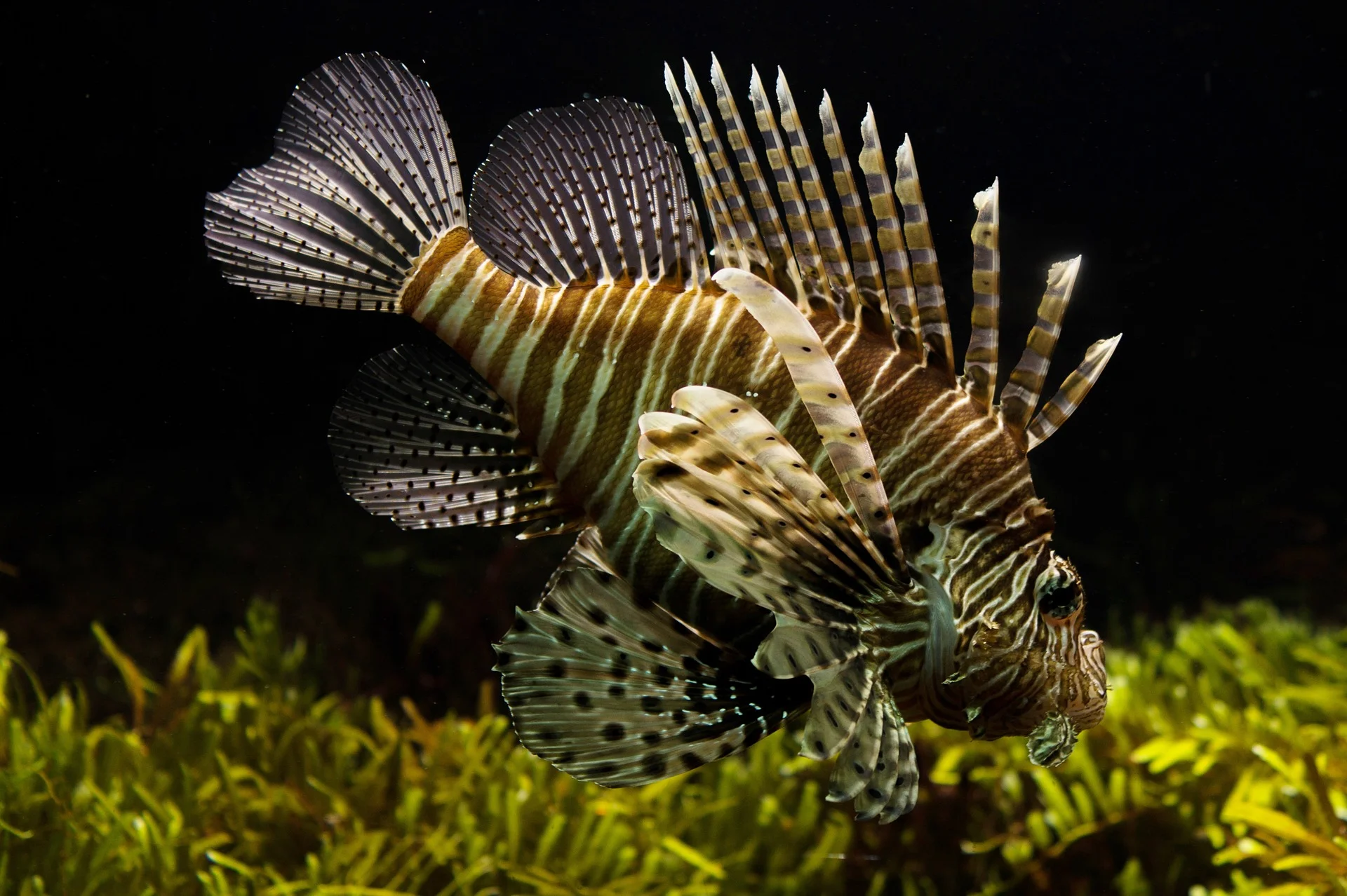 peces
