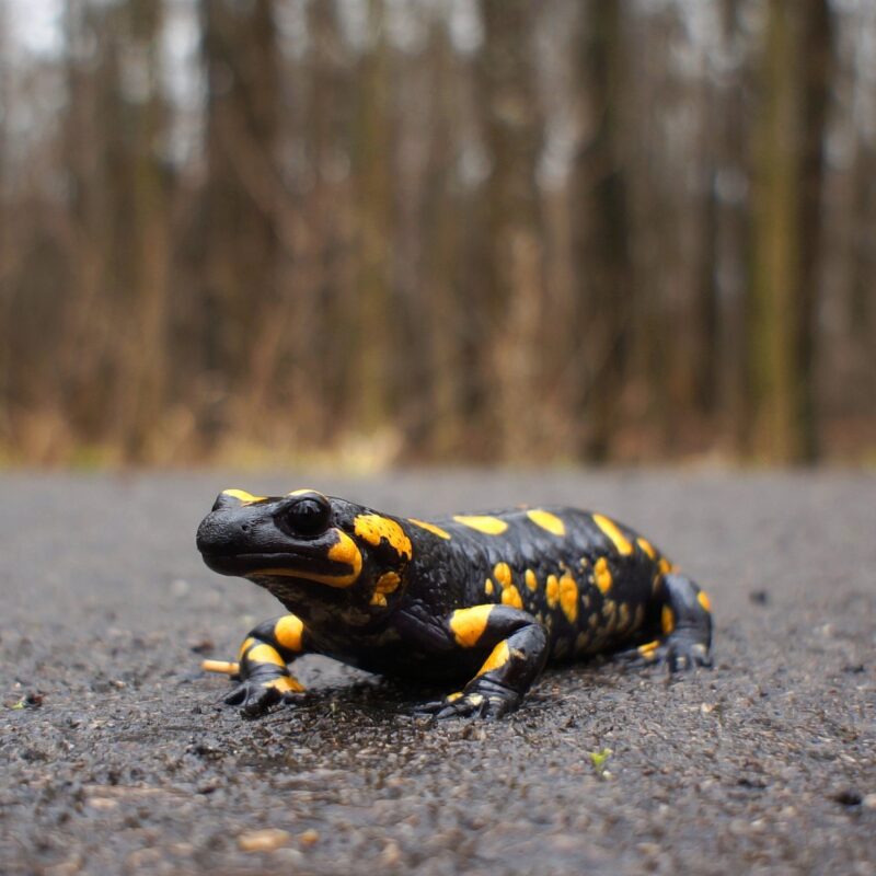 salamandra común