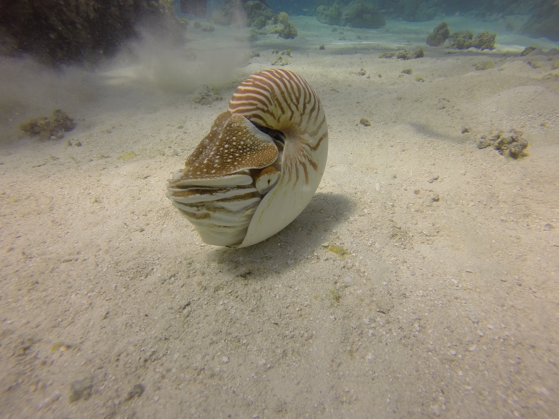 Nautiloida