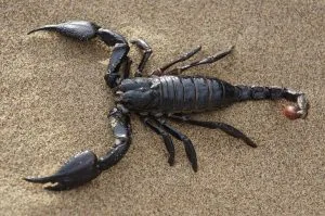 Scorpiones, escorpión