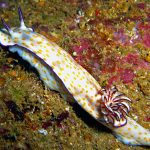 babosa de mar blanca