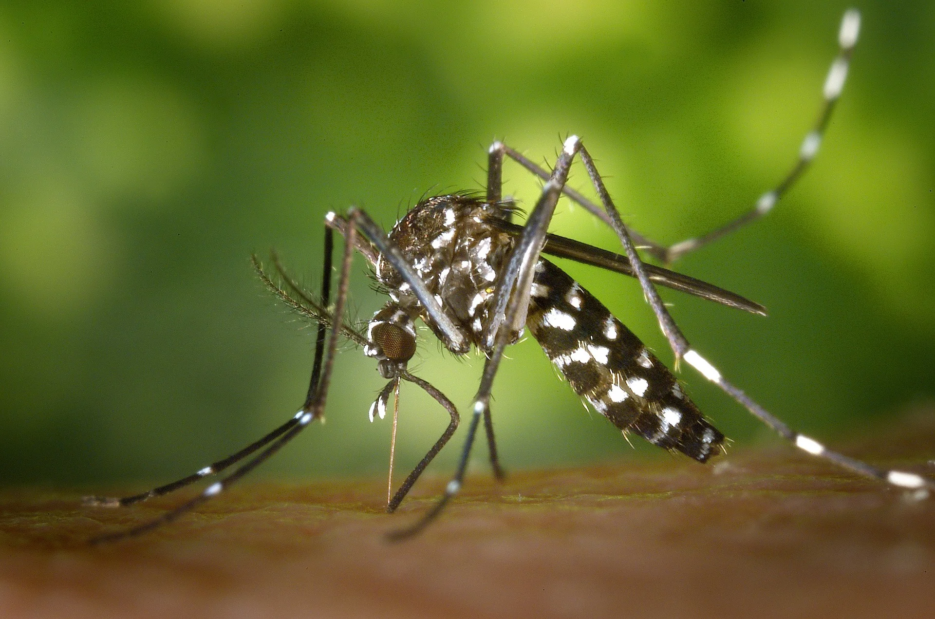 dípteros, moscas y mosquitos