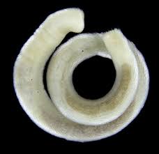chaetodermatida