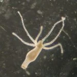 hidroides, hydroidolina, hydroida