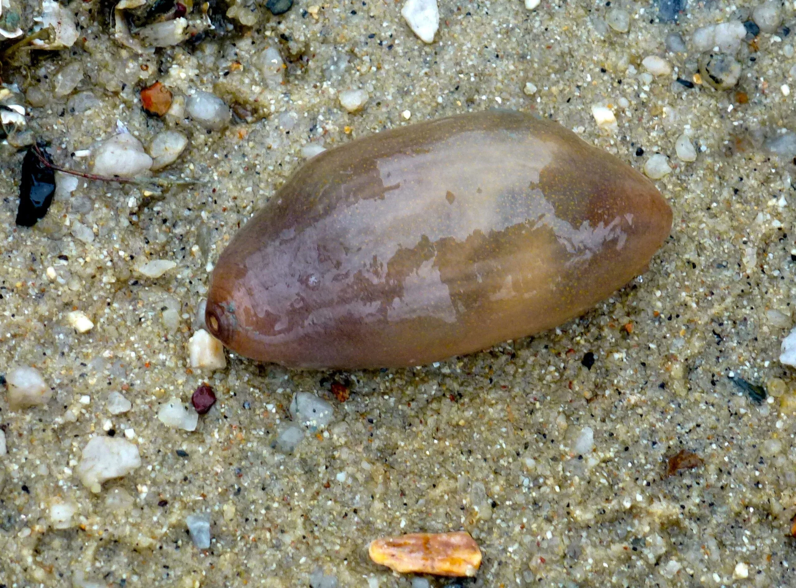 molpadida