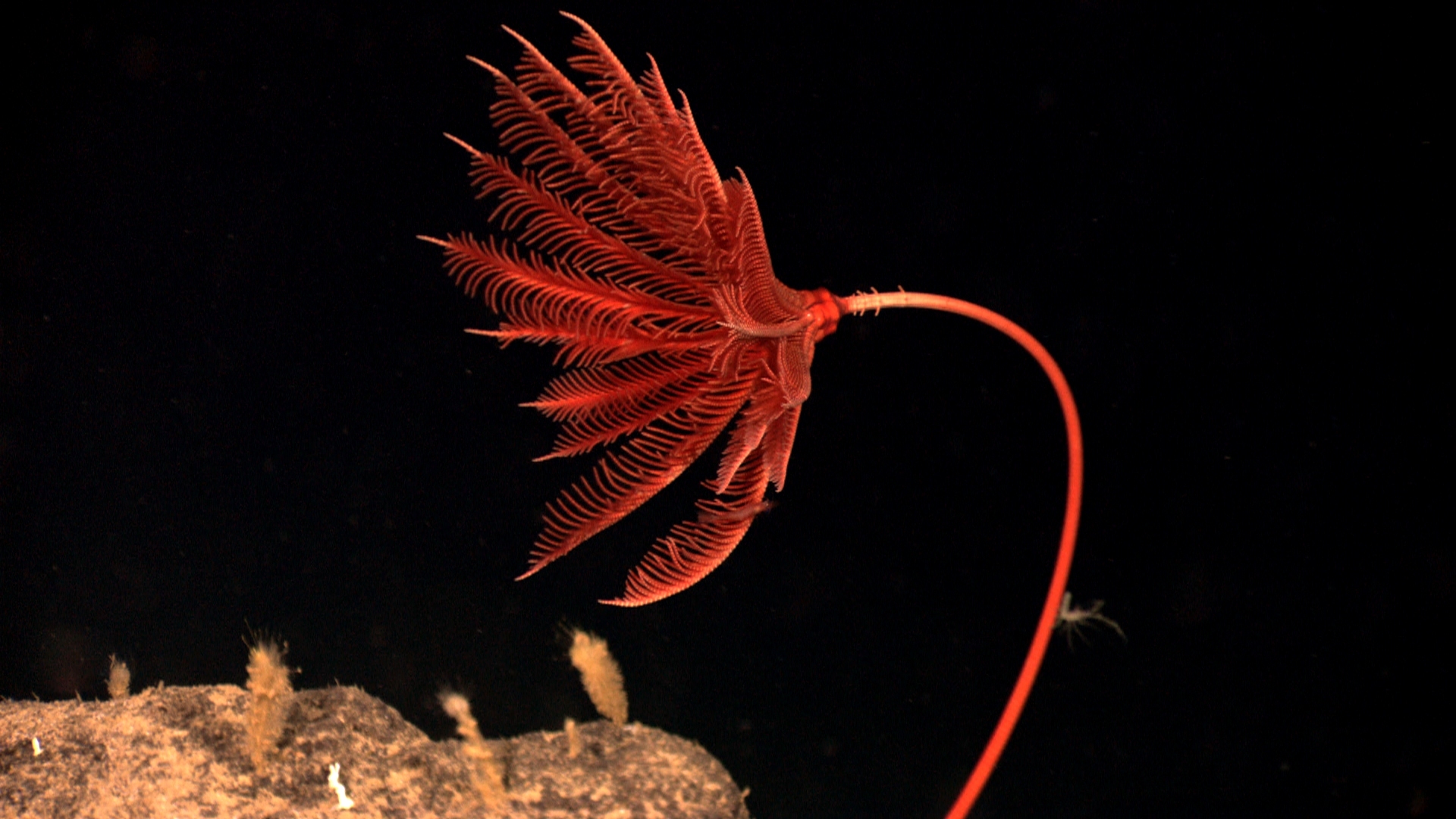Isocrinida