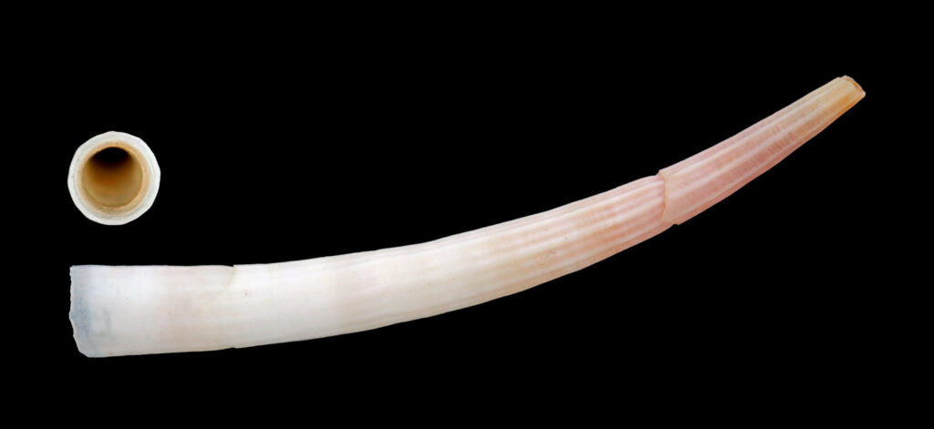 escafópodos, scaphopoda