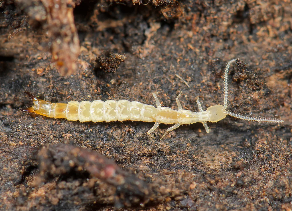 entognato, Entognatha