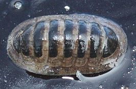 lepidopleurida