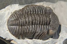 phacopida