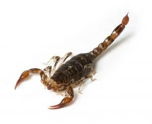 bothriuridae