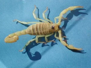 escorpiones peludos, caraboctonidae: