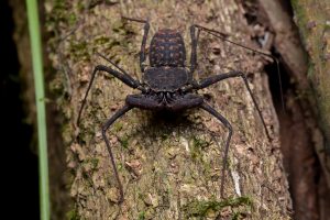 carínidos (Charinidae