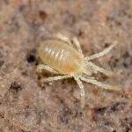 cifoftalmos, cyphophthalmi