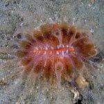 flabellidae