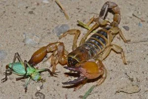 heteroscorpionidae
