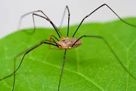 Opilioacariformes, opiliones