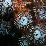 zoanthidae