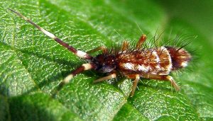 colémbolos, collembola