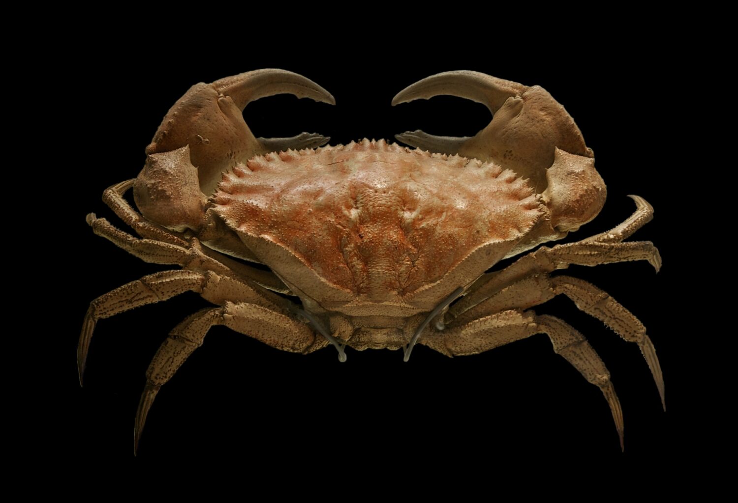 malacostraca, malacrostráceos