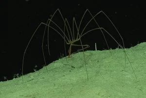 pantopoda