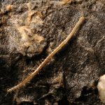 Aphilodontidae