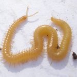 azygethidae