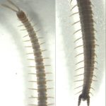 Ballophilidae