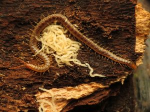 Craterostigmidae