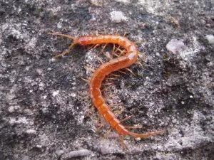 Mimops Escolopendras | Características y clasificación de scolopendromorpha