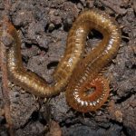 Dignathodontidae