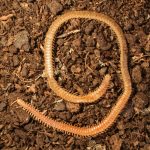 Eriphantidae