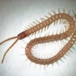 Geophilidae