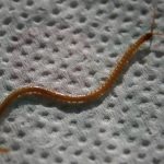 Gonibregmatidae