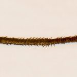 Himantariidae