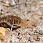 karschiidae