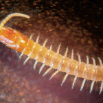 Mecistocephalidae