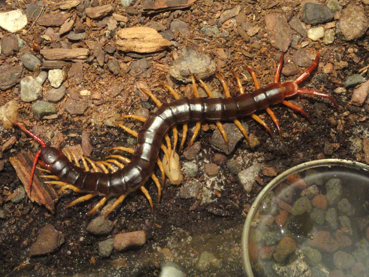 Mimops Escolopendras | Características y clasificación de scolopendromorpha